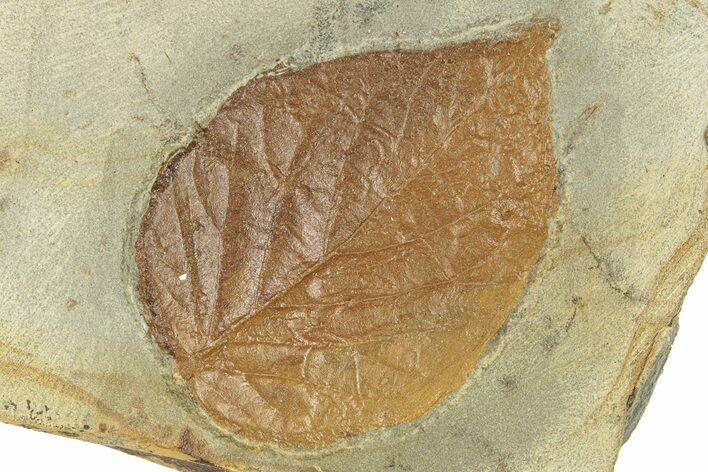 Fossil Leaf (Beringiaphyllum) - Montana #270963